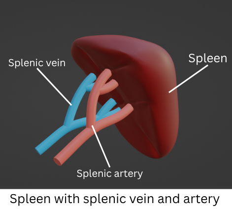 liver